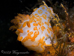 Gymnodorididae nudibranch (Gymnodoris impudica) - Sangean... by Marco Waagmeester 